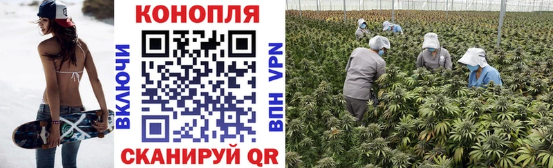 Бошки Шишки AK-47  Купить где  Терек 